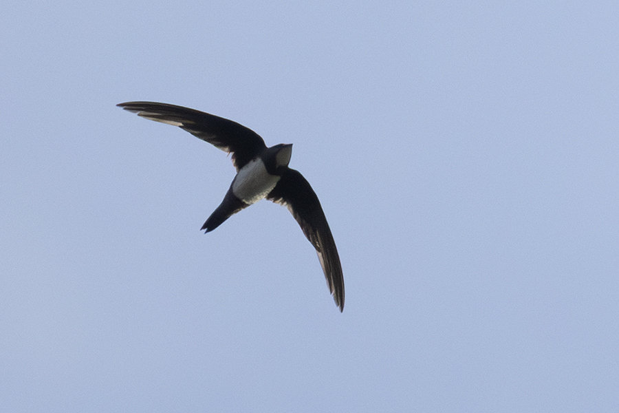 Alpine Swift