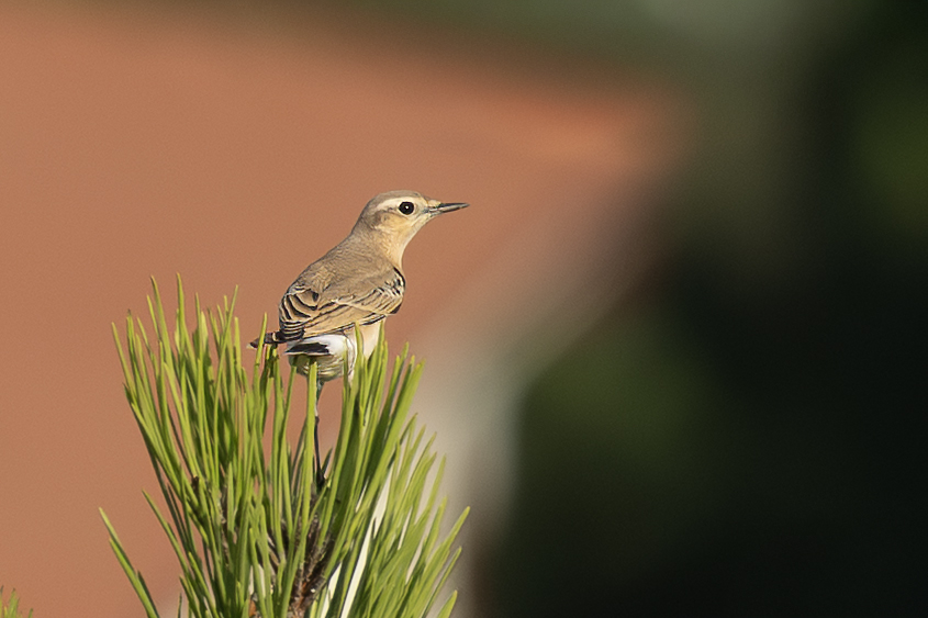 Northern Wheatear