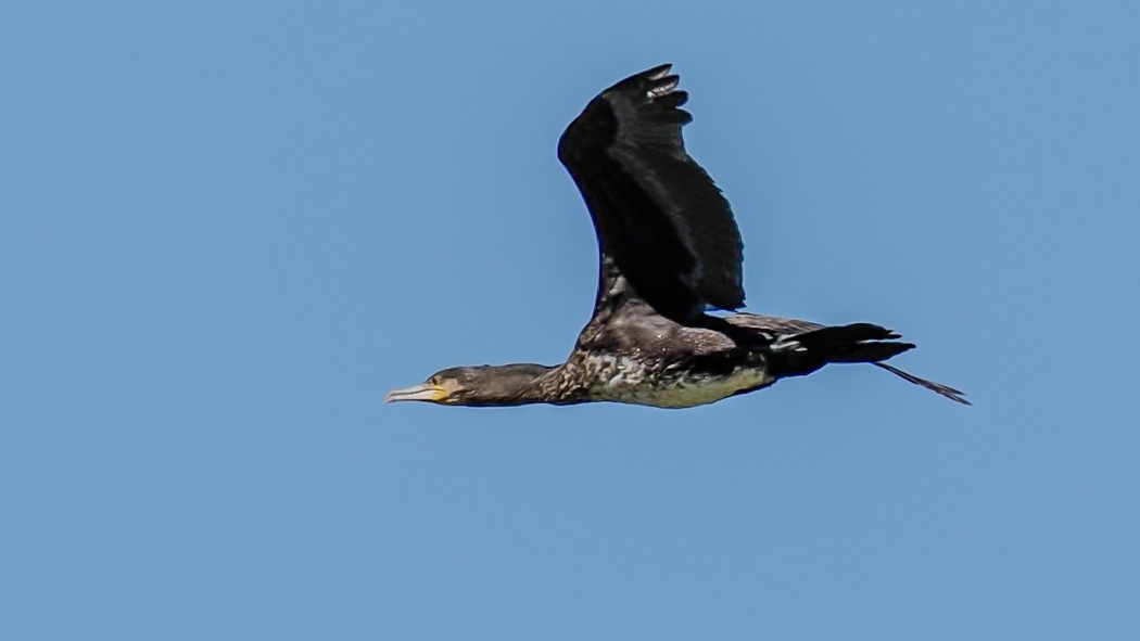 Great Cormorant