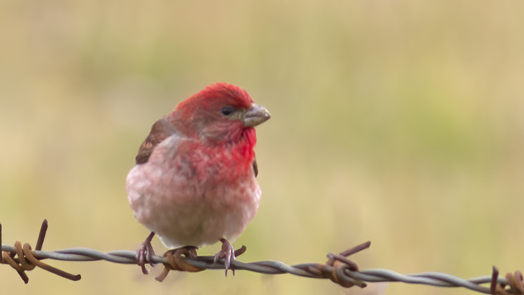Common Rosefinch