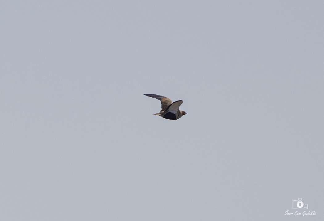 Black-bellied Sandgrouse