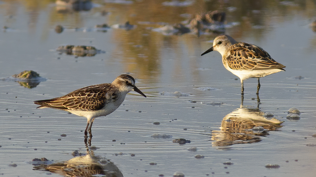 Little Stint