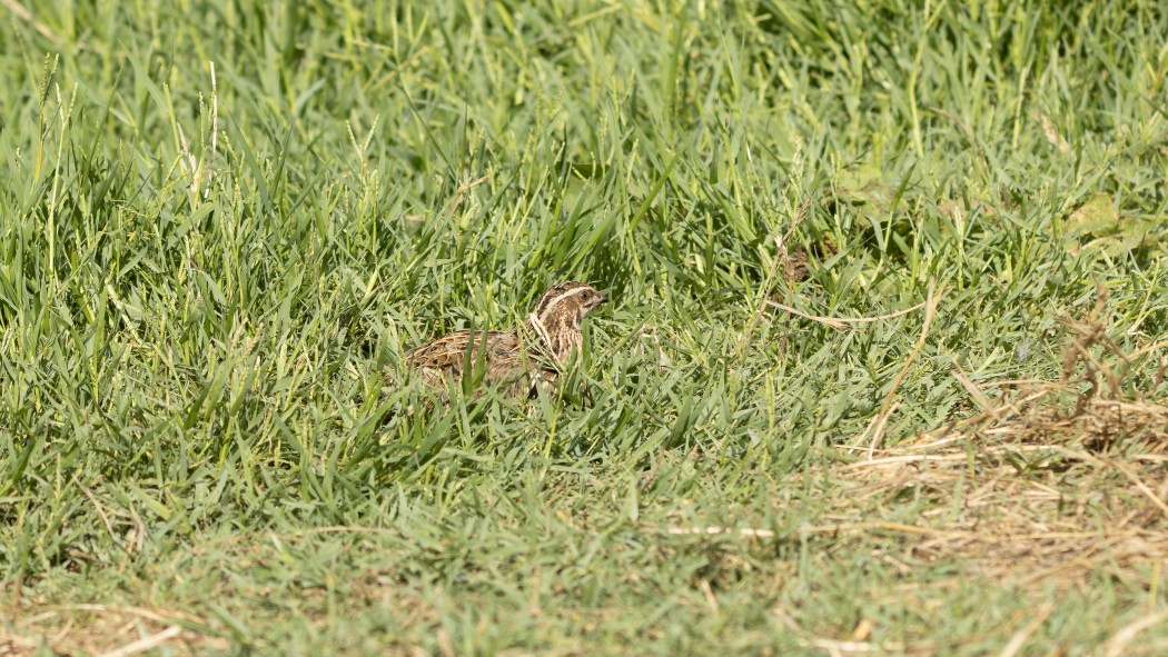 Common Quail
