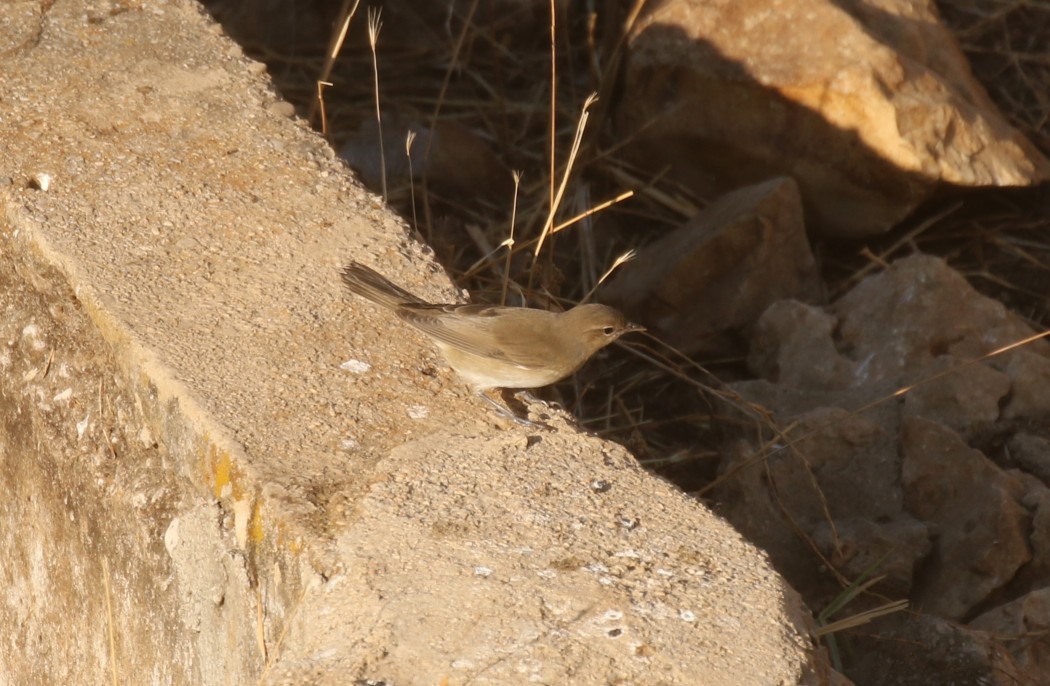 Garden Warbler