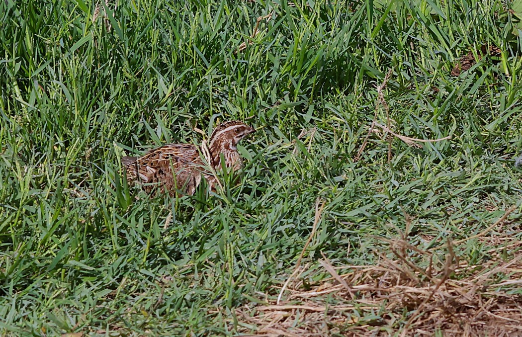 Common Quail