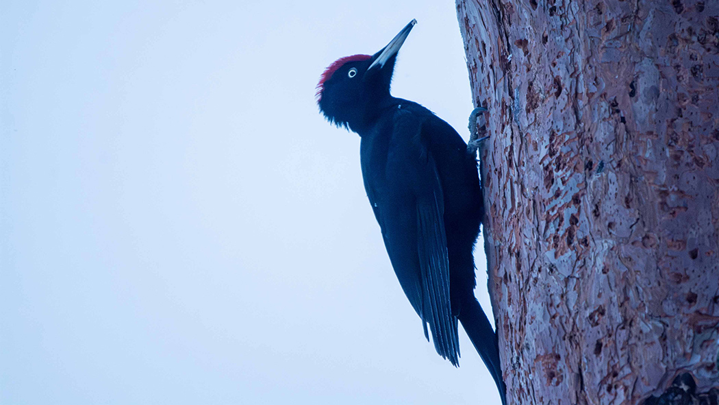 Black Woodpecker