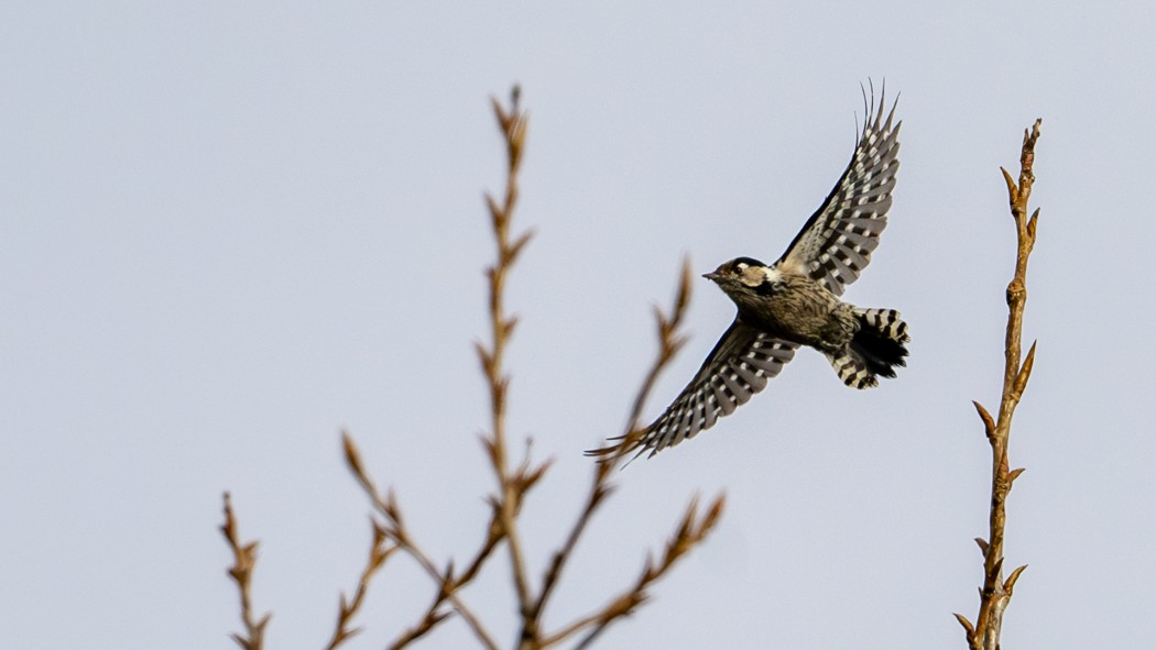 Lesser Spotted Woodpecker