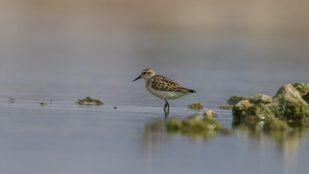 Little Stint