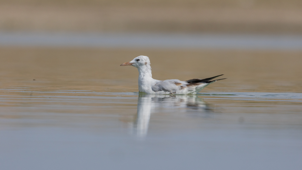 Slender-billed Gull