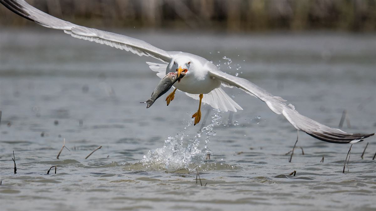 Yellow-legged Gull