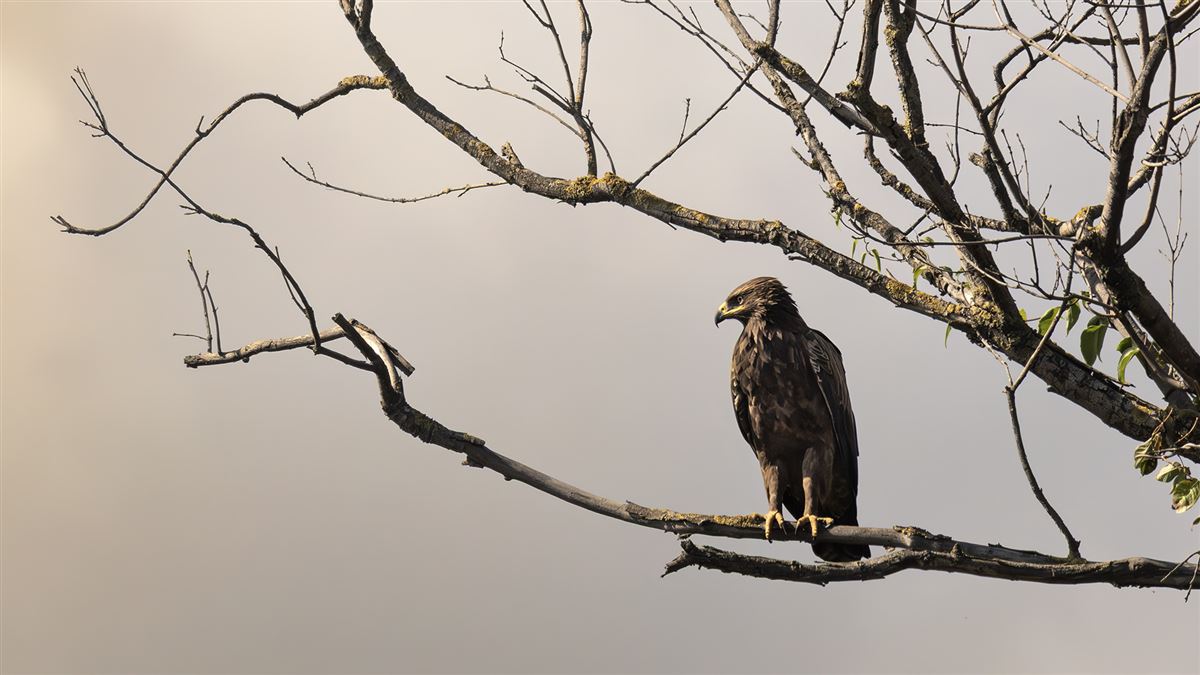 Lesser Spotted Eagle