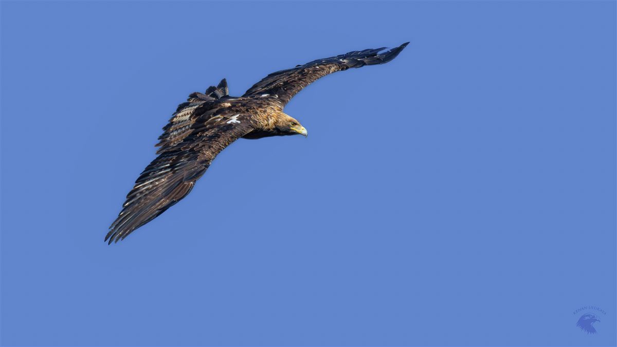 Eastern Imperial Eagle