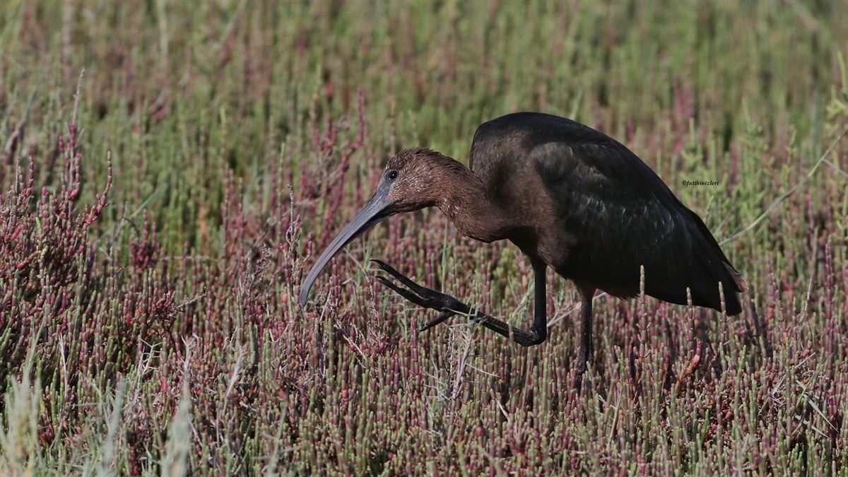 Glossy Ibis