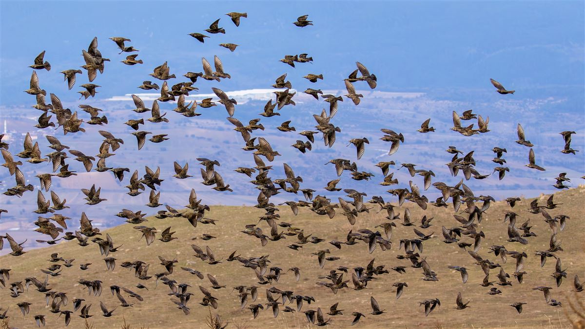 Common Starling
