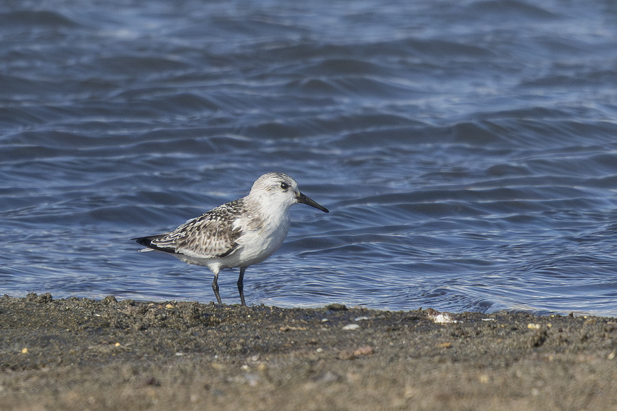 Sanderling