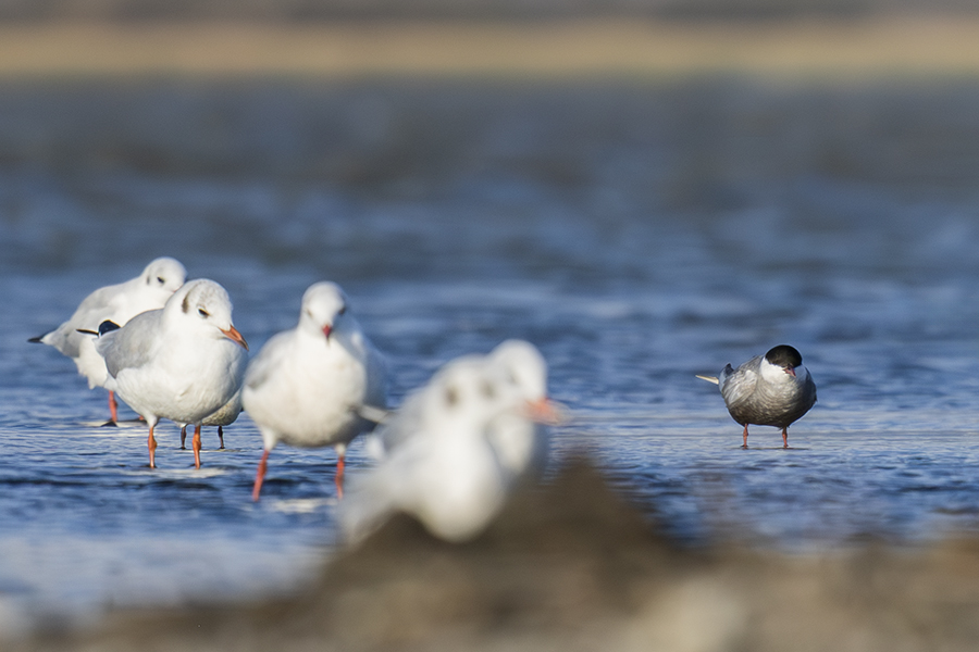 Whiskered Tern