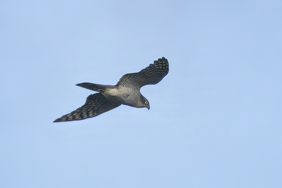 Eurasian Sparrowhawk
