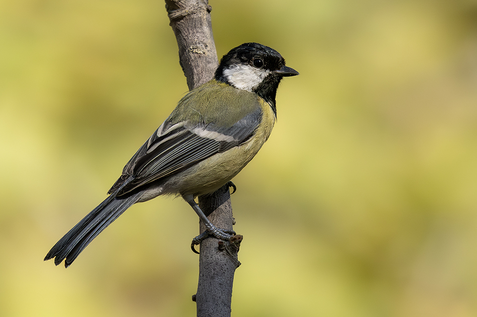 Great Tit