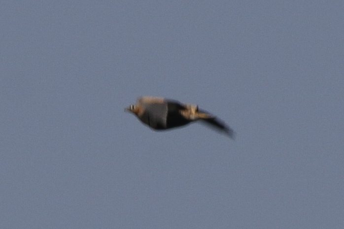 Black-bellied Sandgrouse