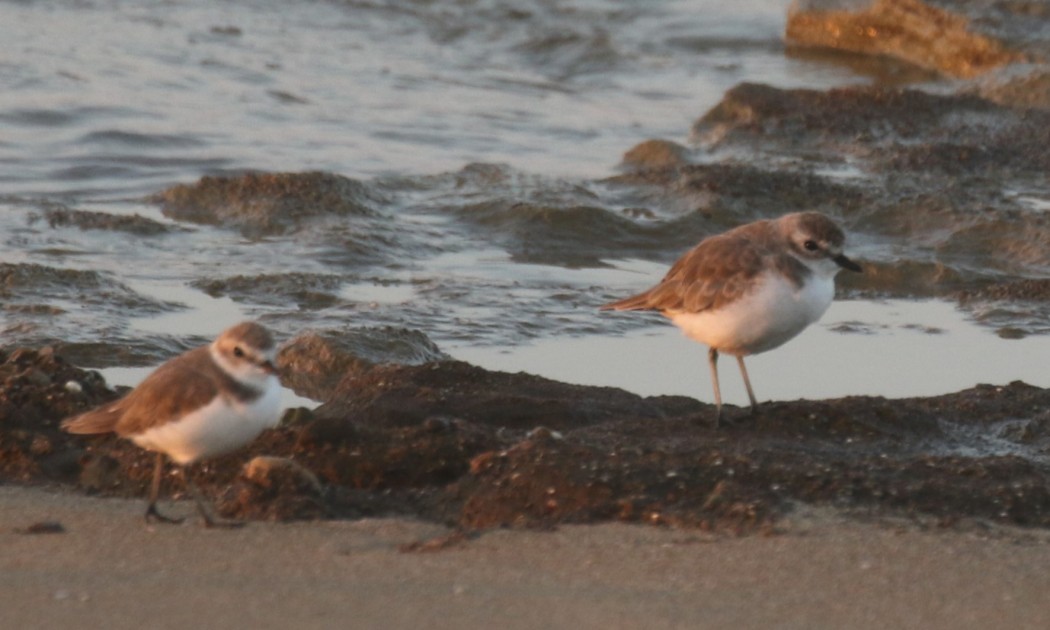 Tibetan Sand Plover