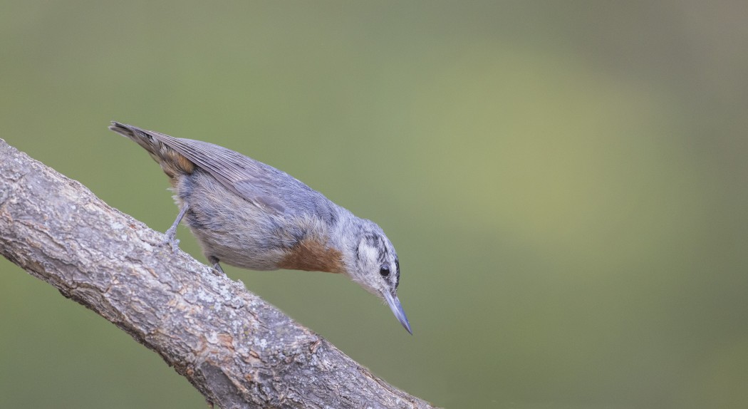 Krüper`s Nuthatch