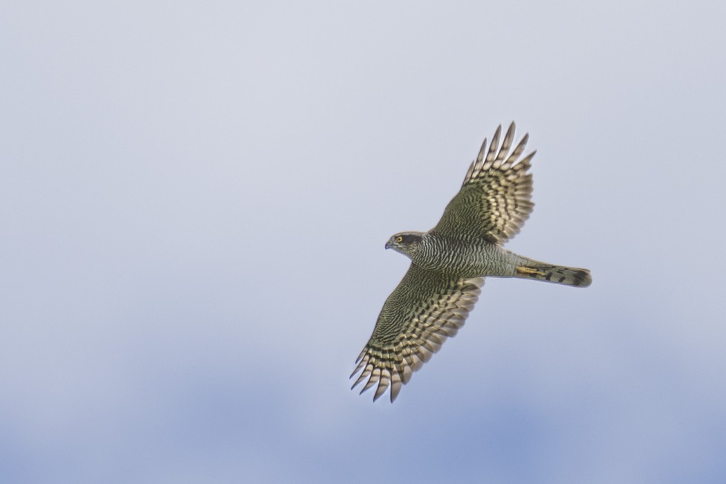 Eurasian Sparrowhawk
