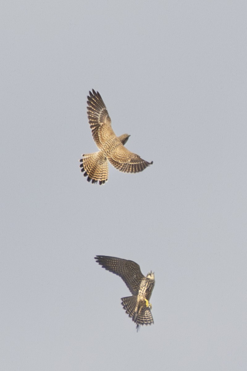 Common Kestrel