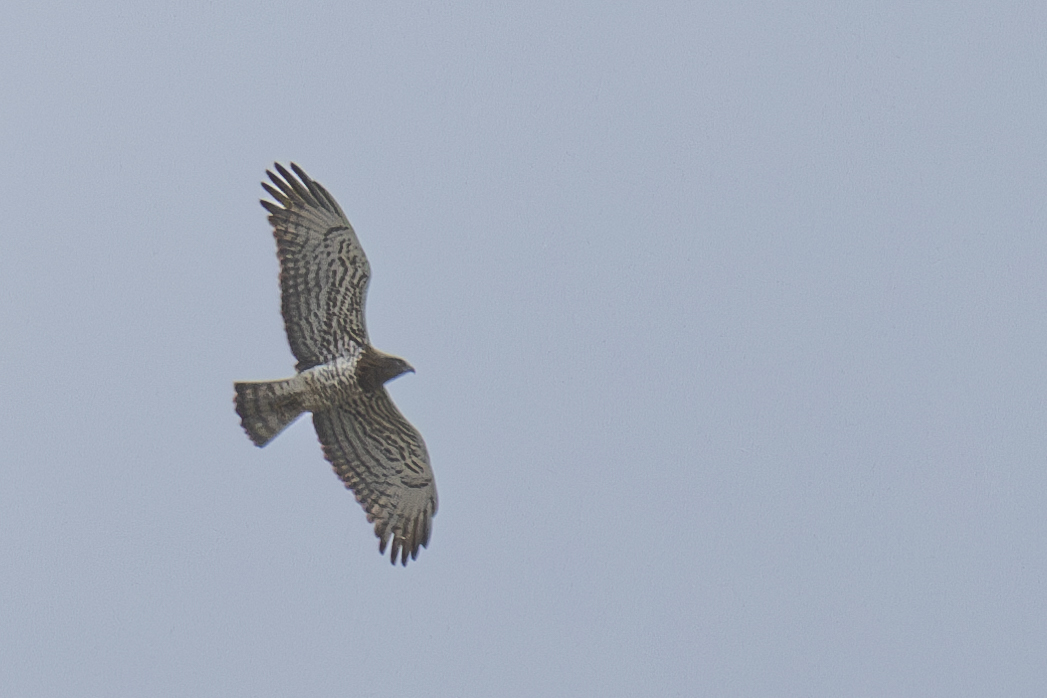 Short-toed Snake Eagle