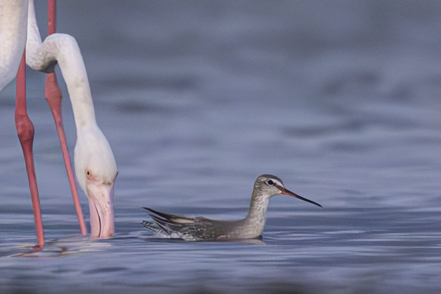 Spotted Redshank
