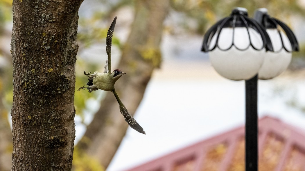 European Green Woodpecker