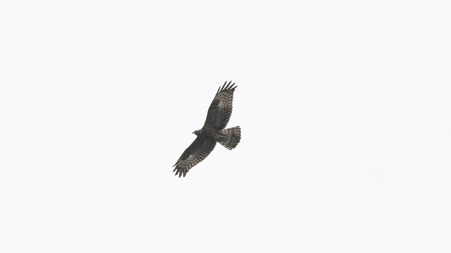 European Honey Buzzard