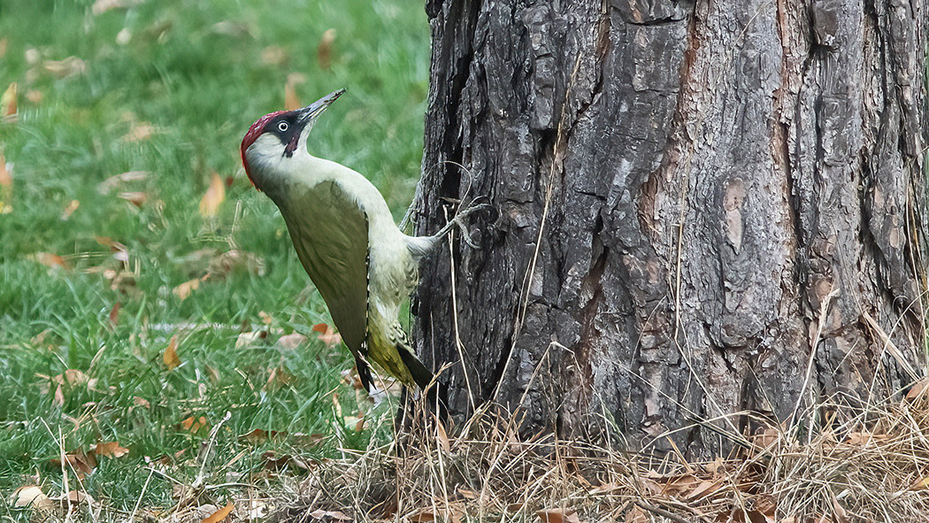 European Green Woodpecker