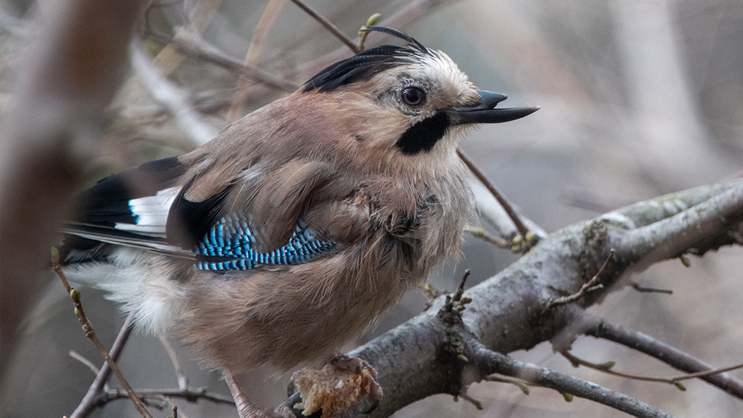 Eurasian Jay