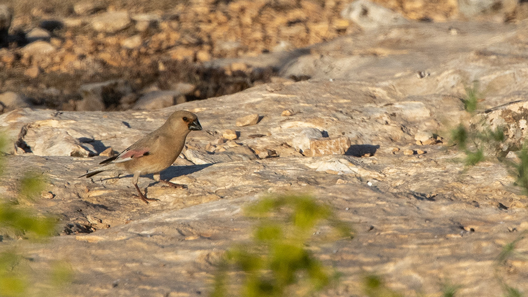 Desert Finch