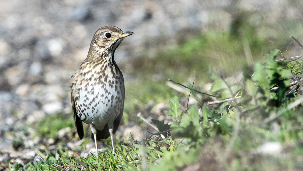 Song Thrush
