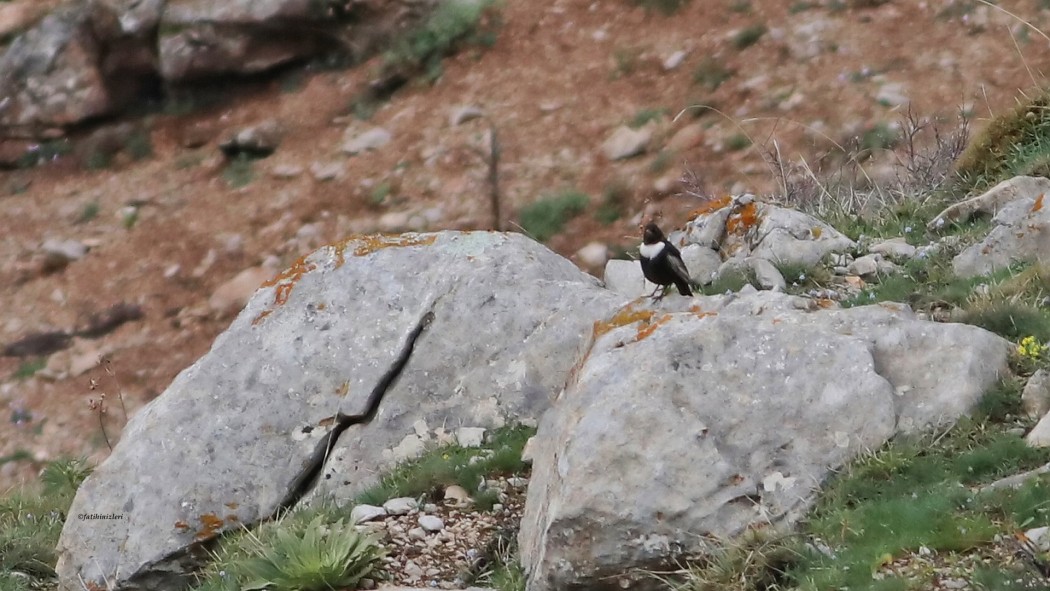 Ring Ouzel