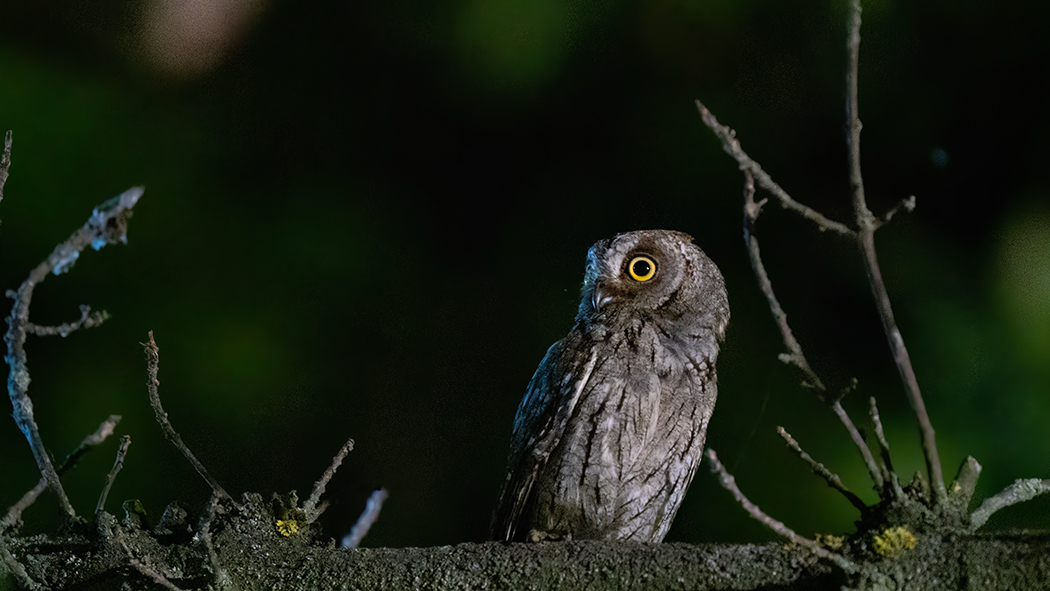 Eurasian Scops Owl