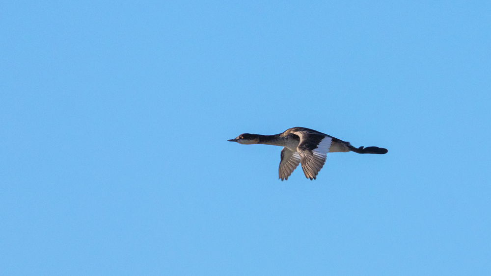 Black-necked Grebe