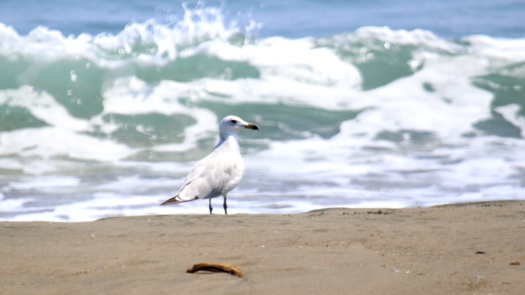 Audouin`s Gull