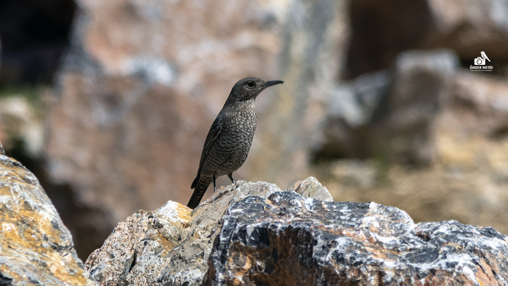 Blue Rock Thrush