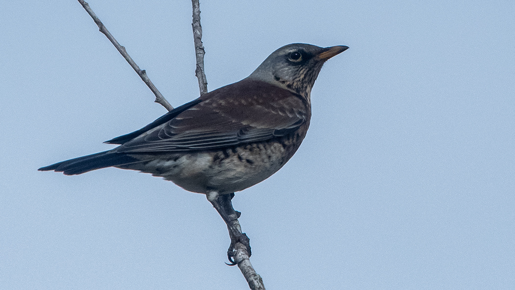 Fieldfare