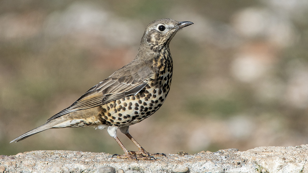 Mistle Thrush