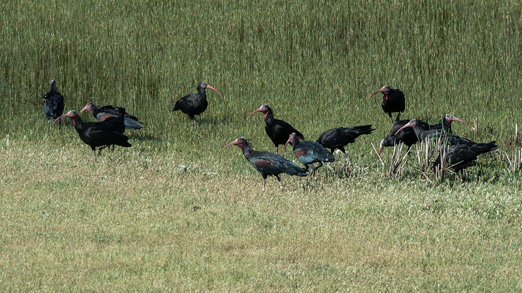 Northern Bald Ibis