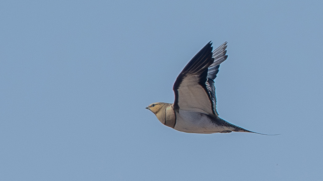 Pin-tailed Sandgrouse