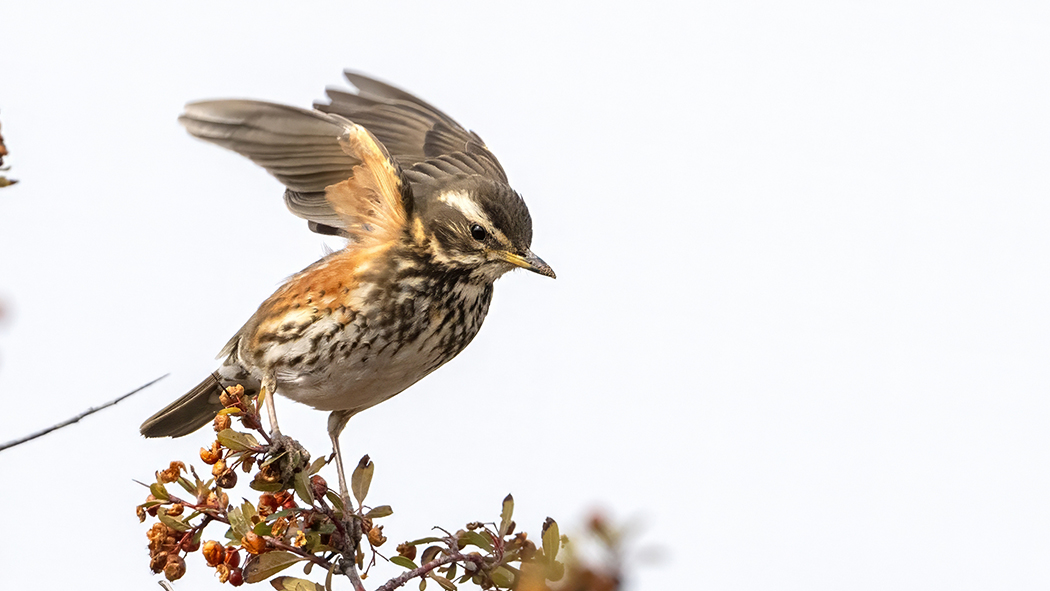 Redwing
