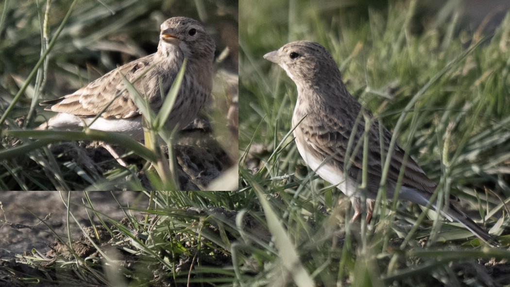 Turkestan Short-toed Lark