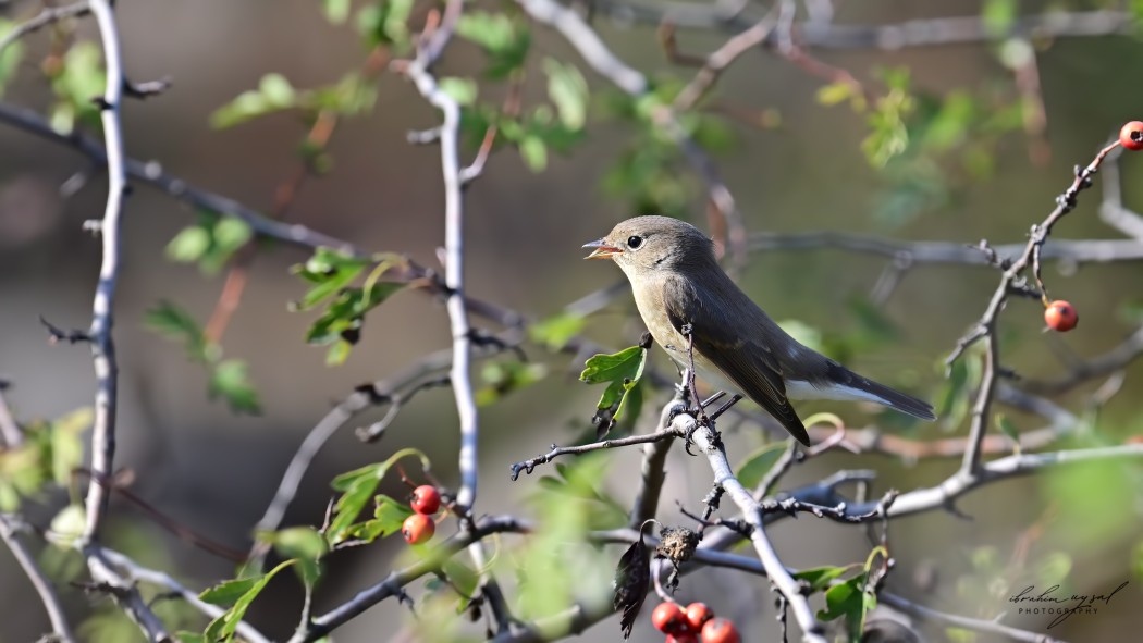 Red-breasted Flycatcher