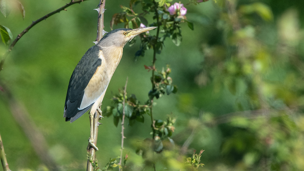 Little Bittern