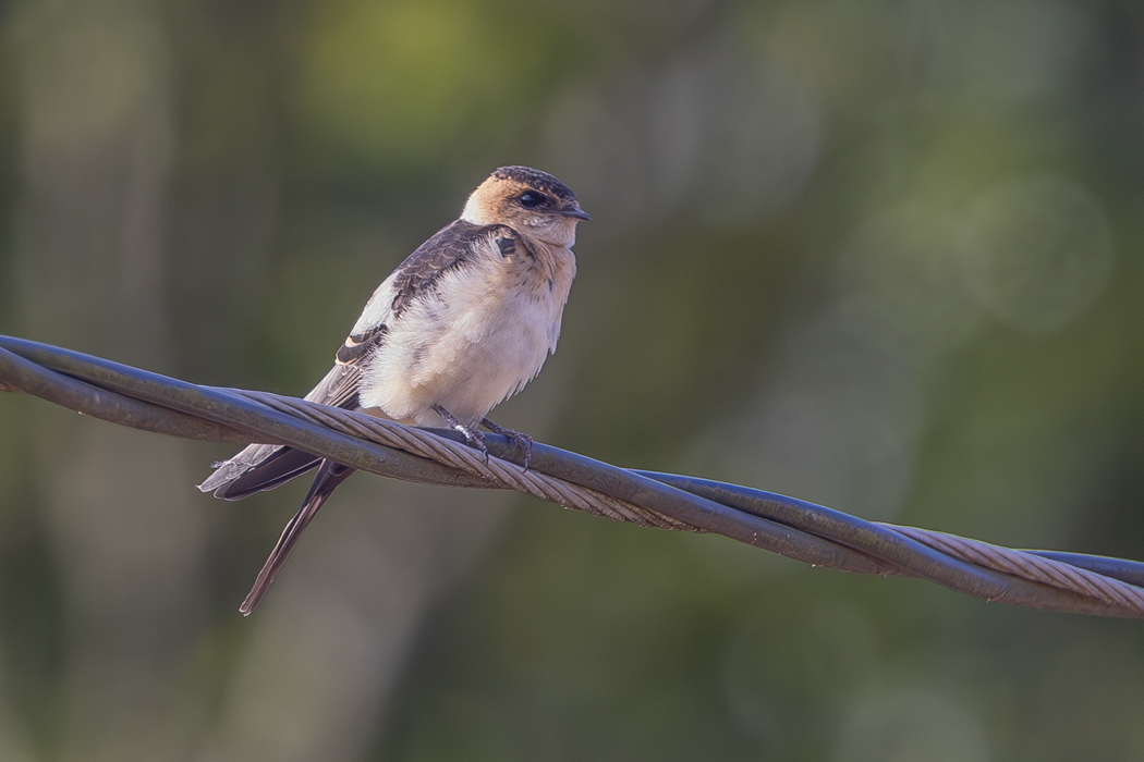 European Red-rumped Swallow