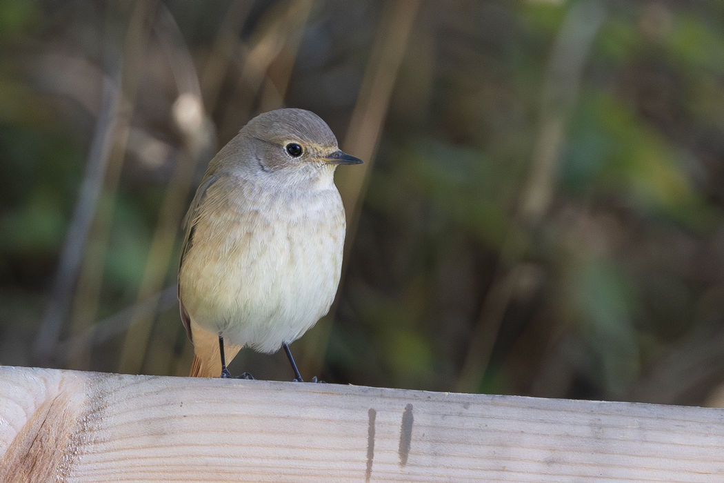 Common Redstart